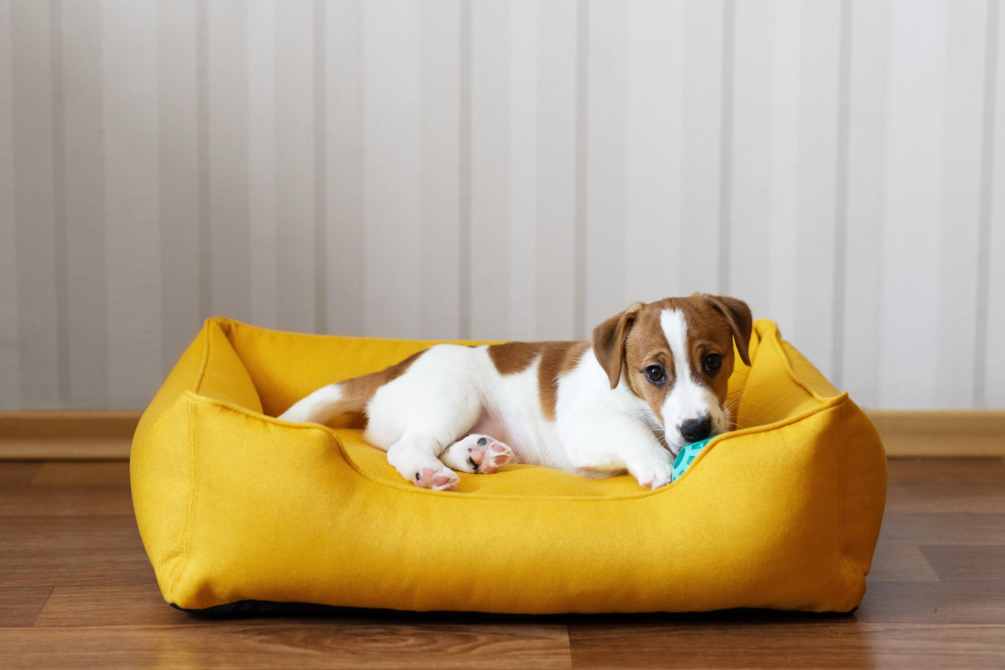 choosing-the-right-size-bed-for-your-dog-houndz-poodles