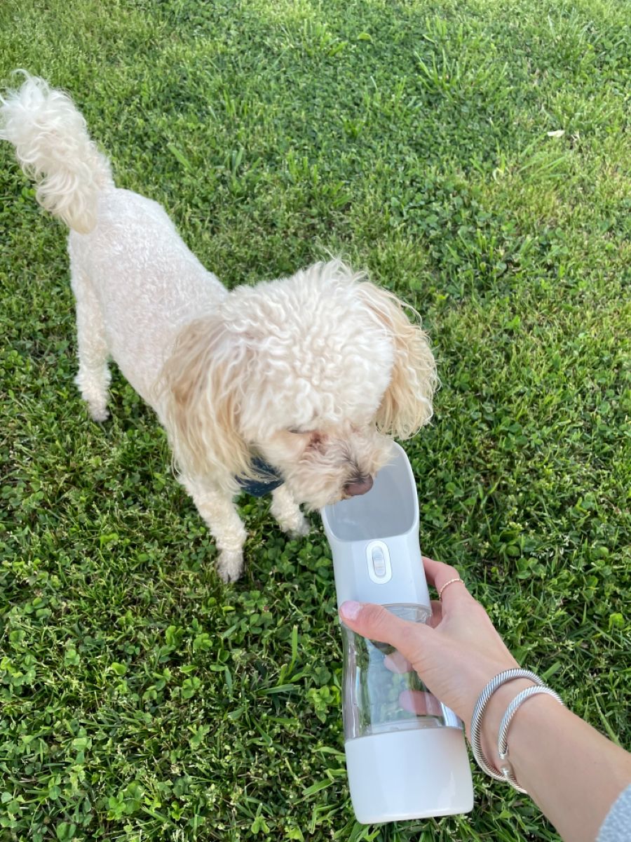 3 in 1 Dog Water Bottle